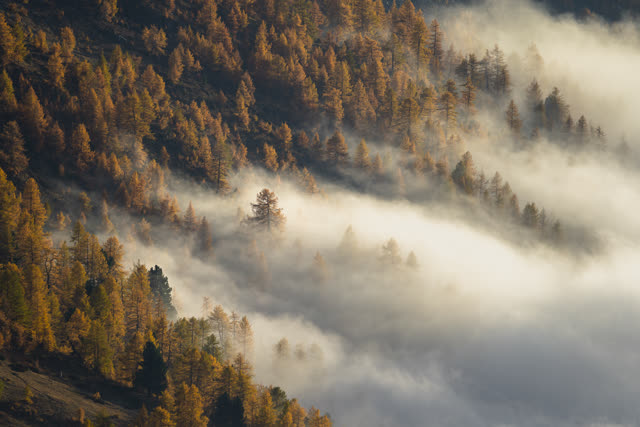 Marco Isaia